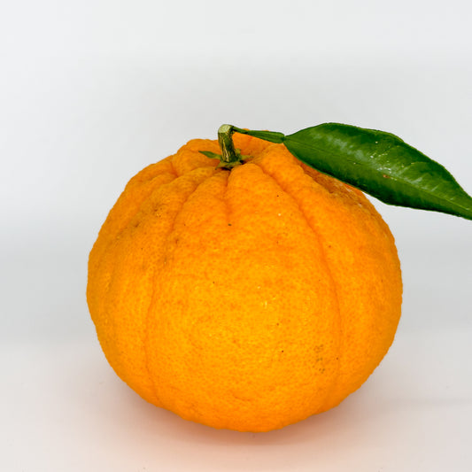 コク深デコポン(不知火)