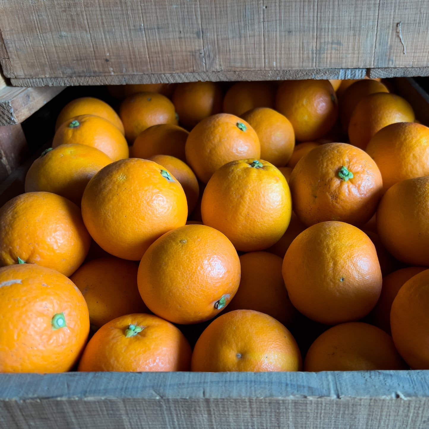 甘み濃厚 ブラッドオレンジ(タロッコ)