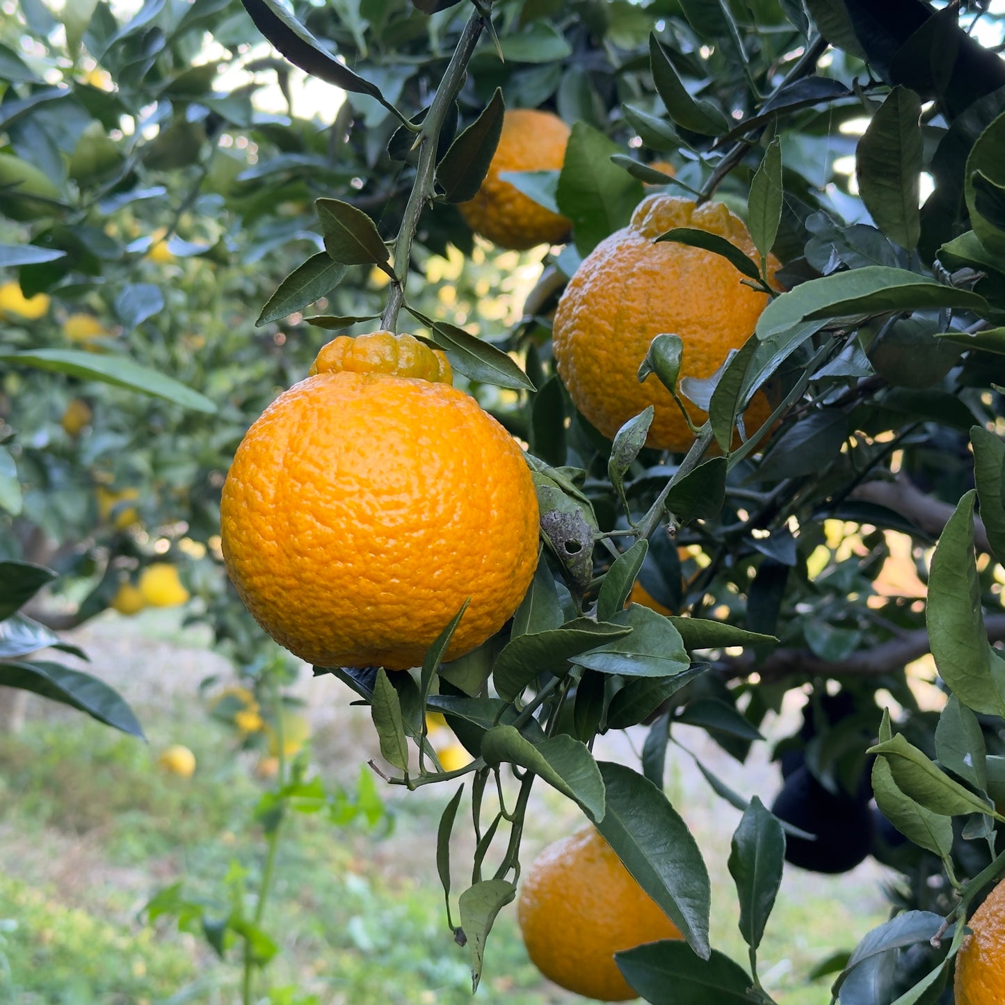 コク深デコポン(不知火)