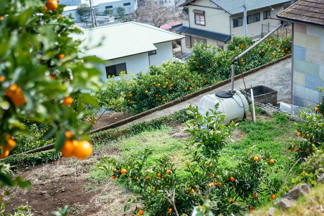耕作放棄地の開墾・再生
