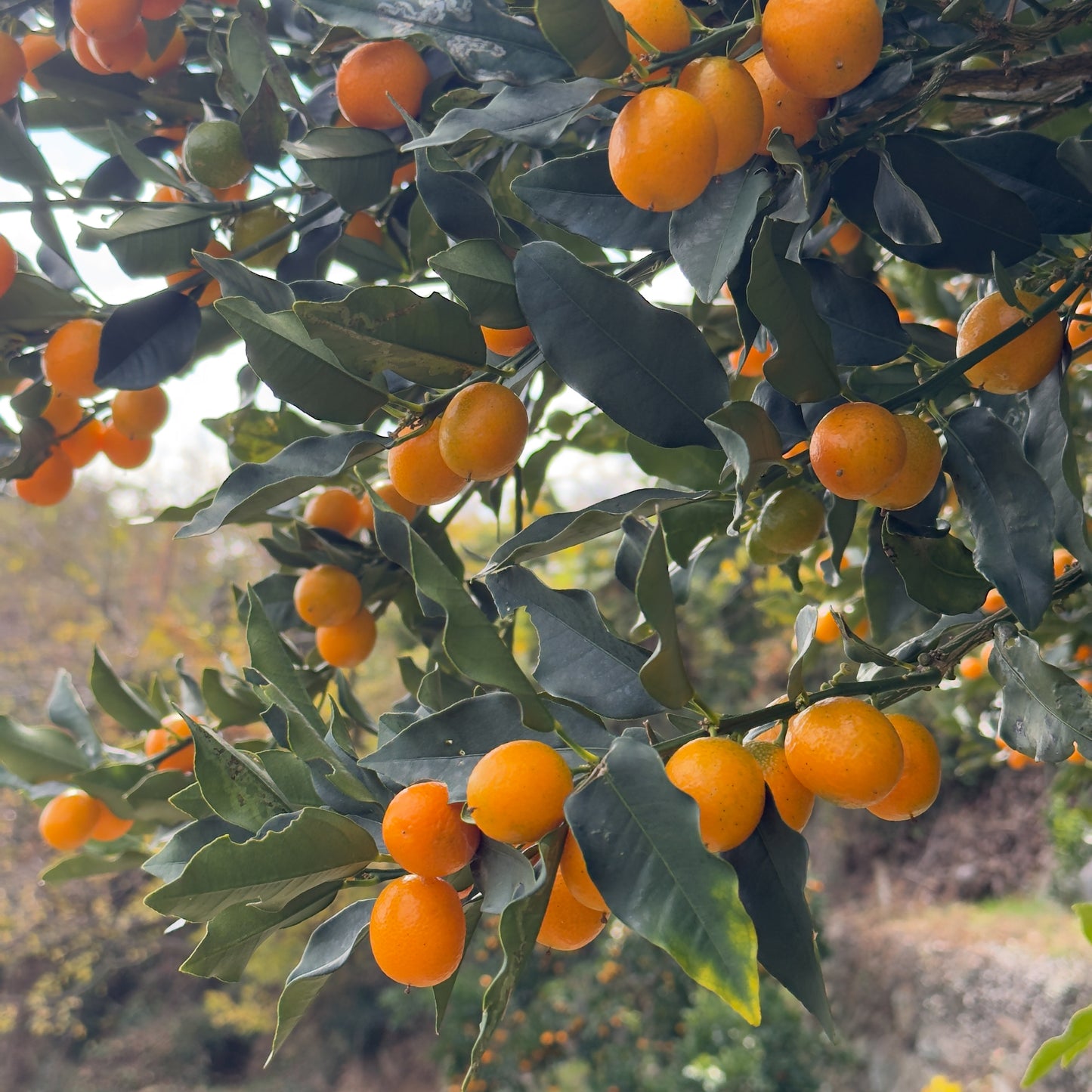 まるごと甘い ぷちまる金柑