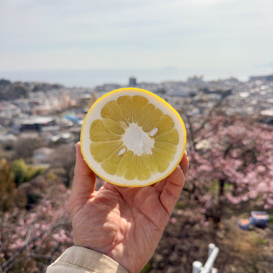 香り立つ 文旦