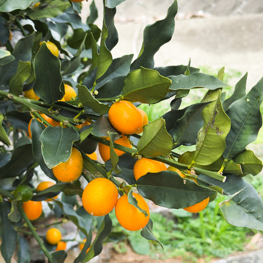 まるごと甘い ぷちまる金柑