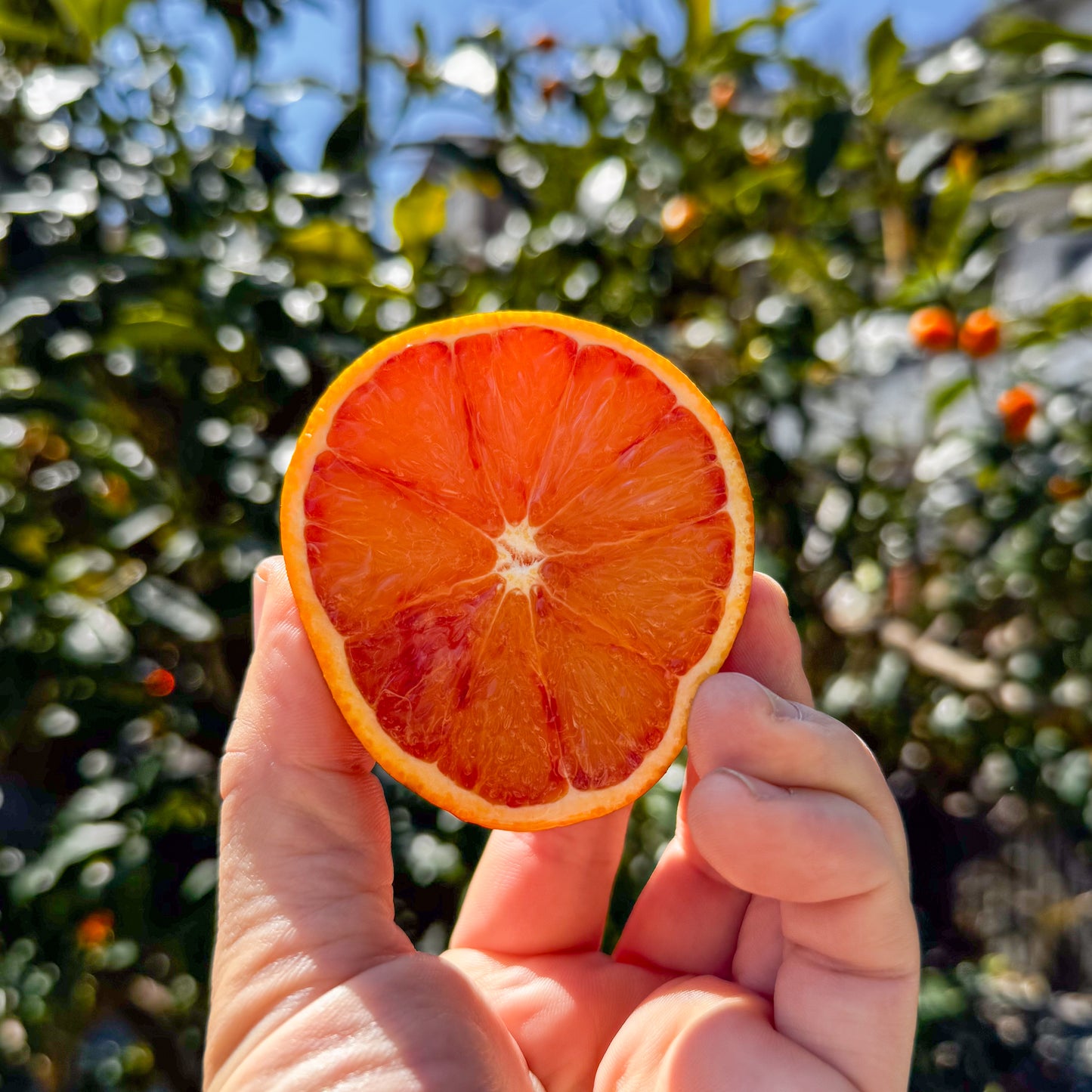 甘み濃厚 ブラッドオレンジ（タロッコ）