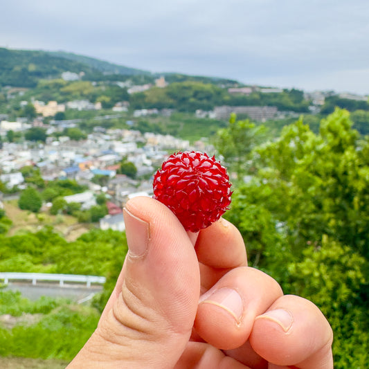 ラズベリー（冷凍）