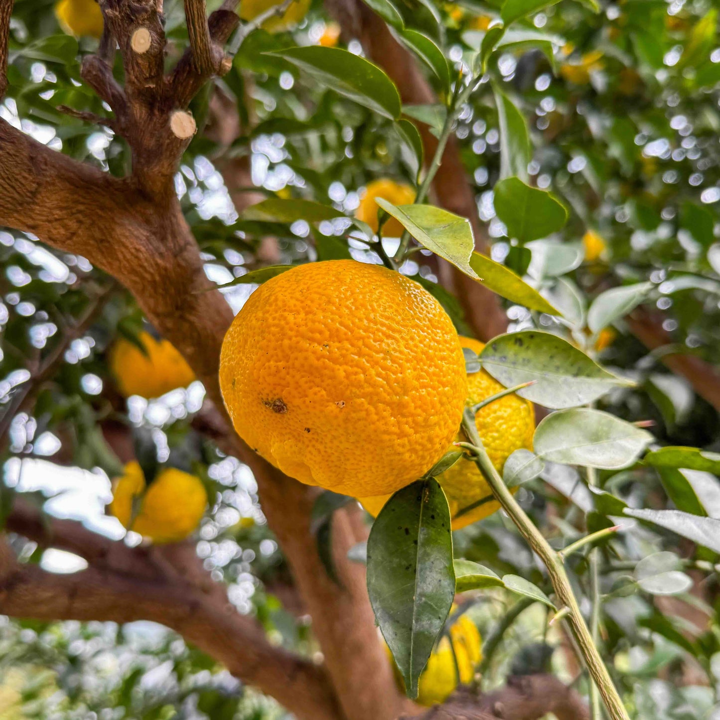 香り豊かな 本柚子