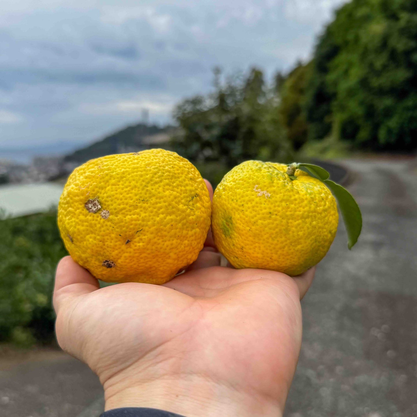 香り豊かな 本柚子