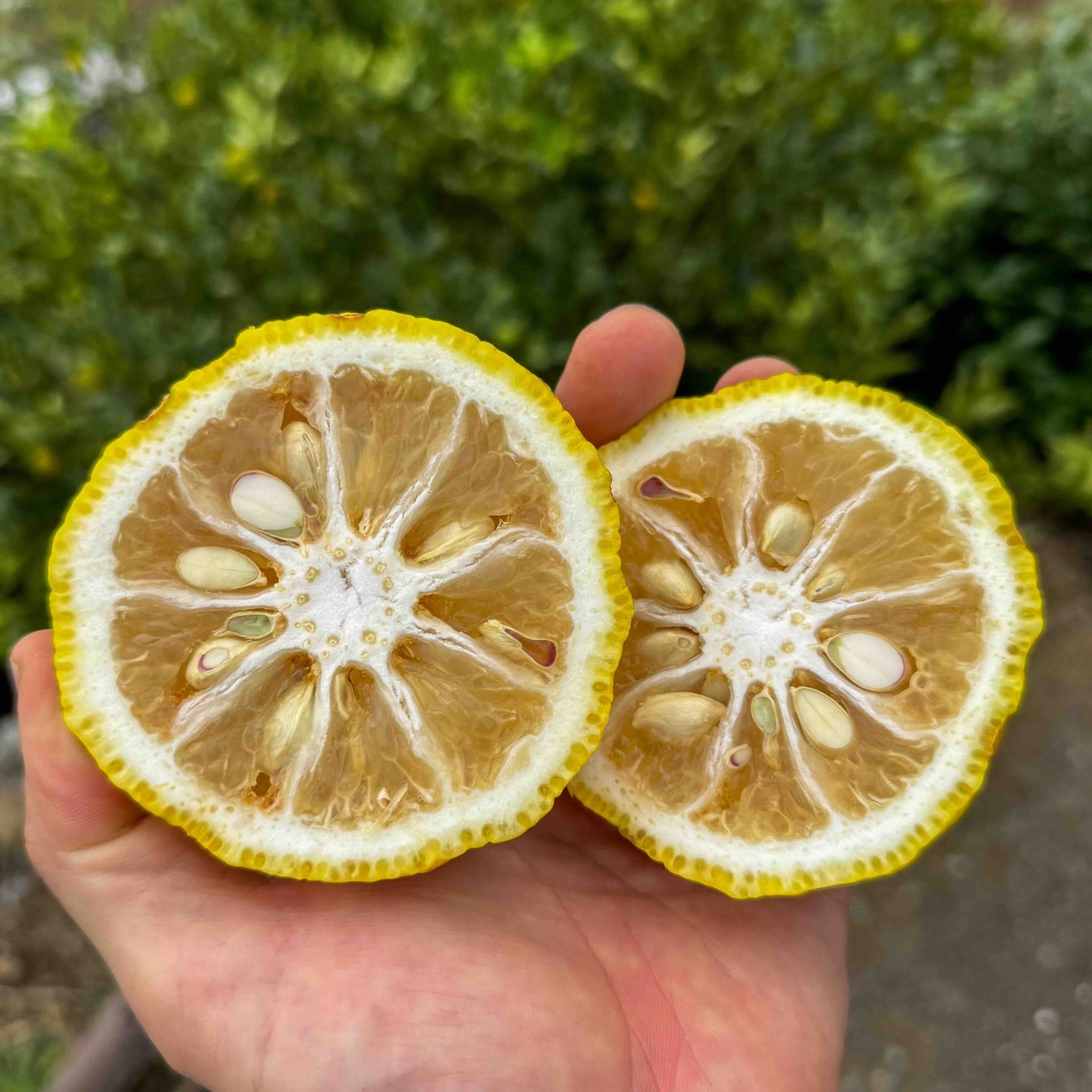 香り豊かな 本柚子