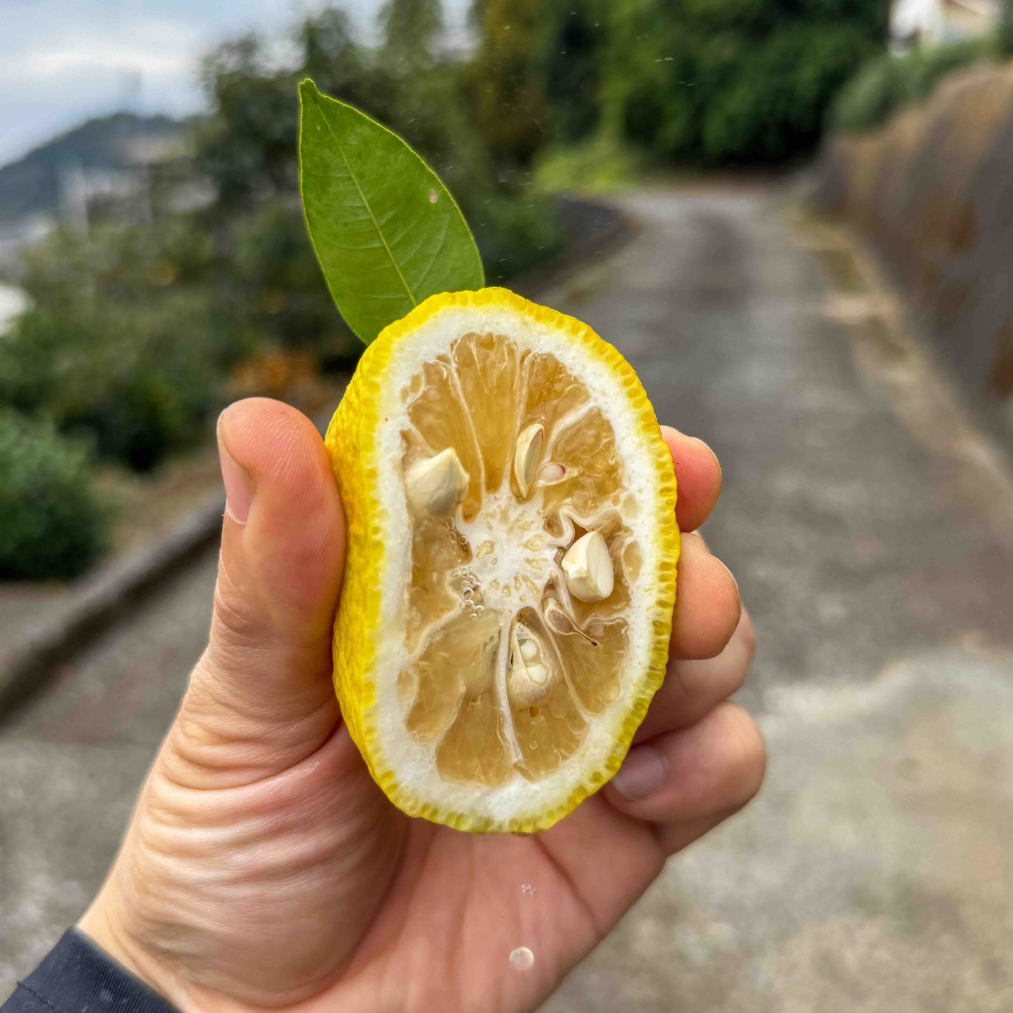 香り豊かな 本柚子