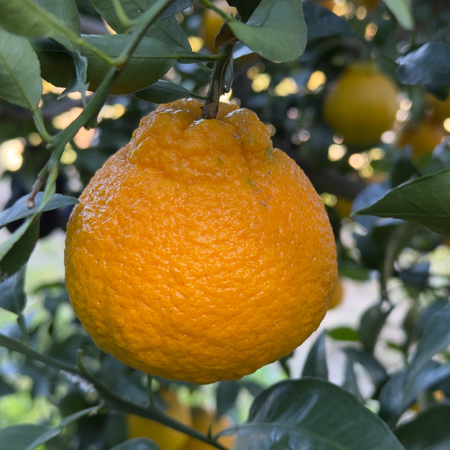 コク深デコポン（不知火）