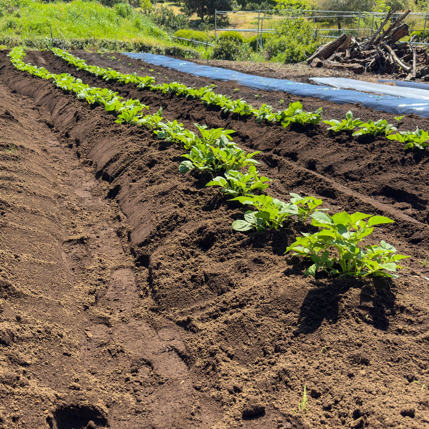 野菜おまかせセット