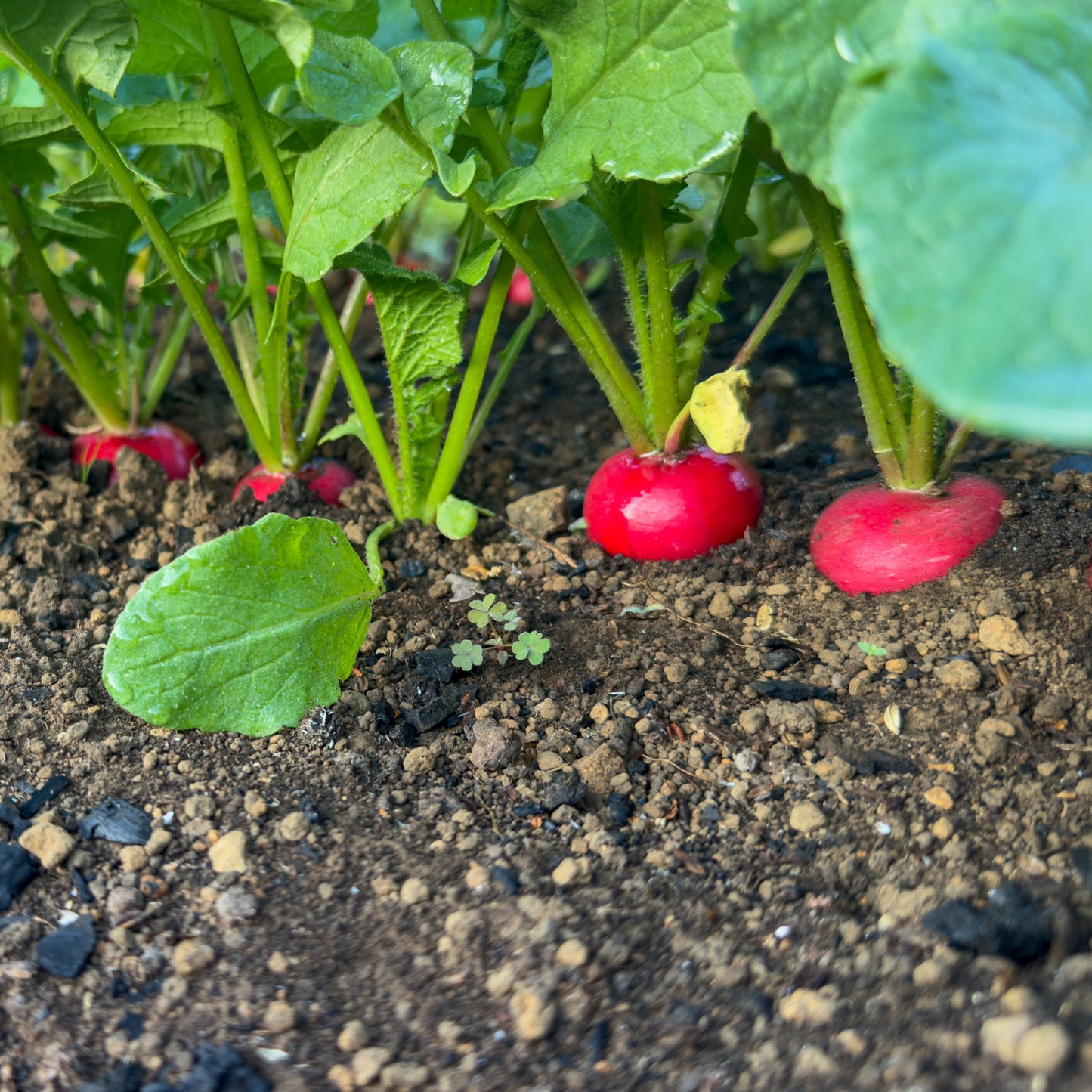 野菜おまかせセット