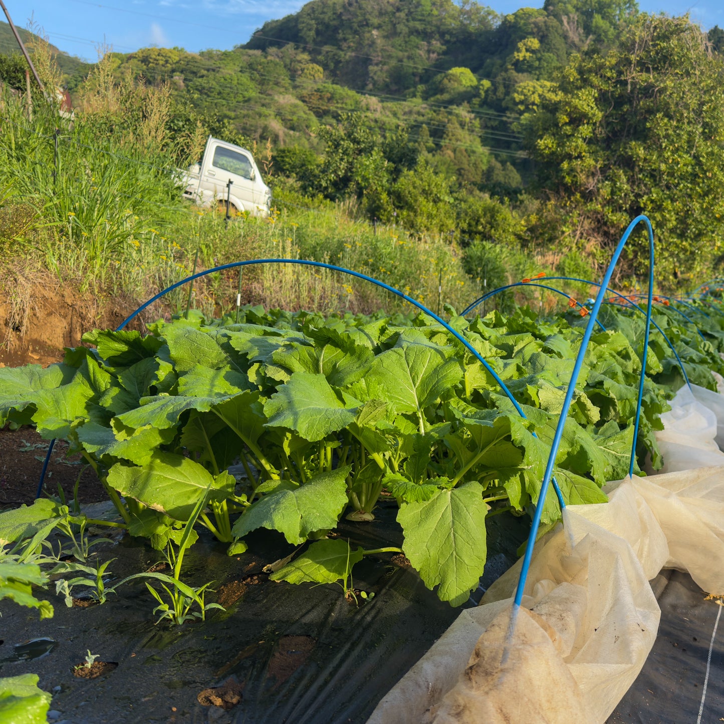 野菜おまかせセット