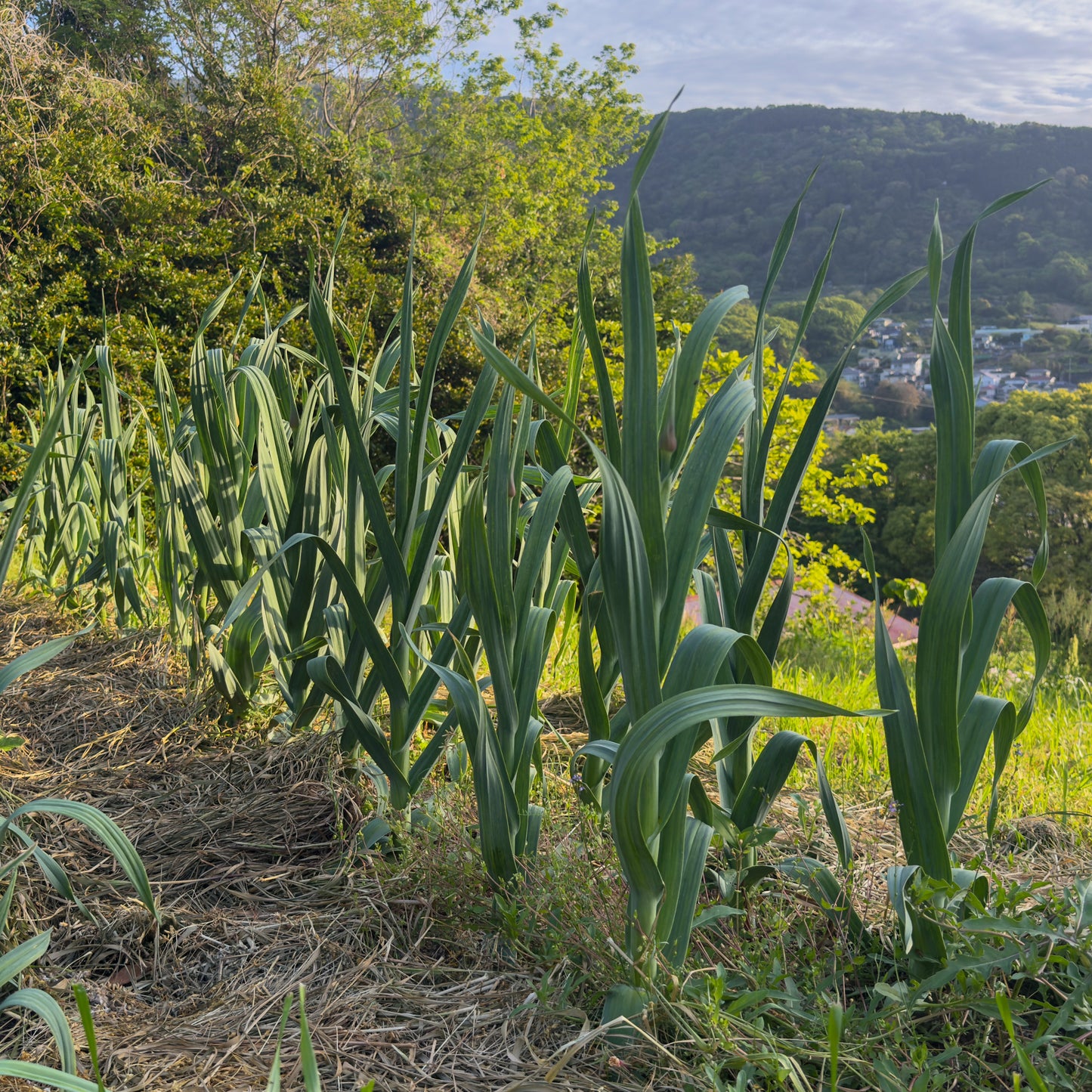 野菜おまかせセット