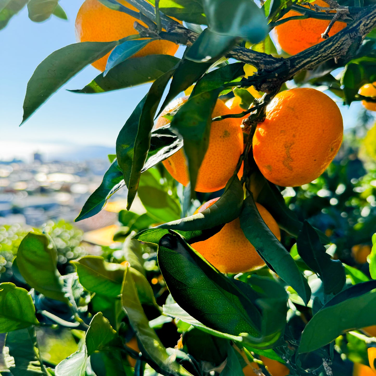 秋の味わい 早生みかん